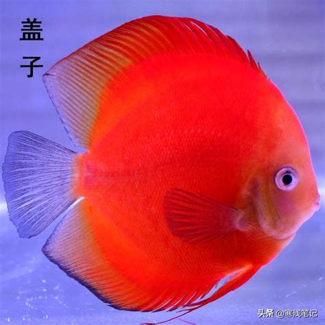 七仙魚|七彩神仙魚好養嗎？七彩神仙魚價格、品種、壽命&入。